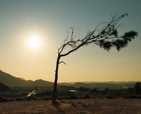 Tree bare with sun shine